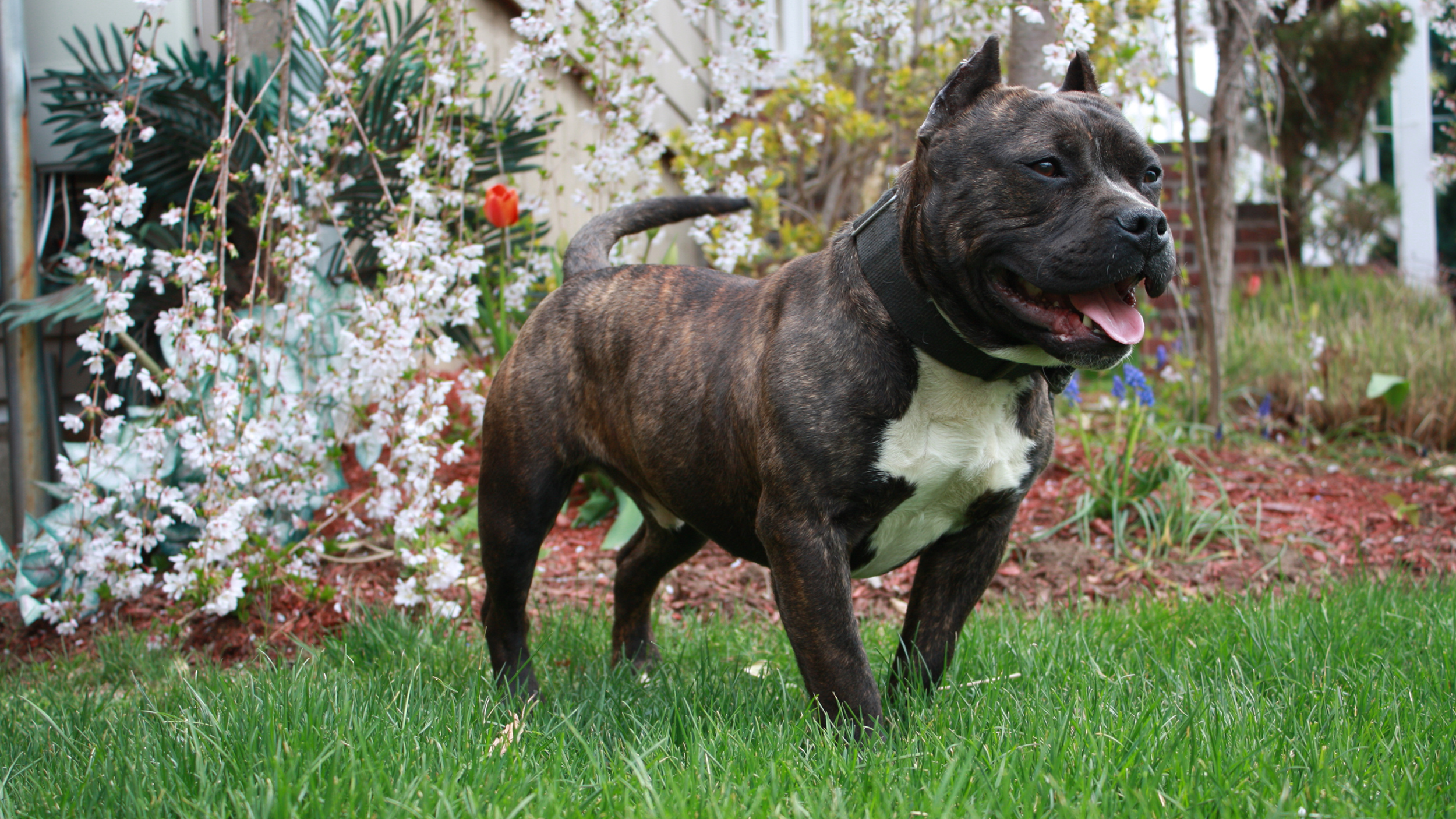 calm-dog-breeds-medium-sized