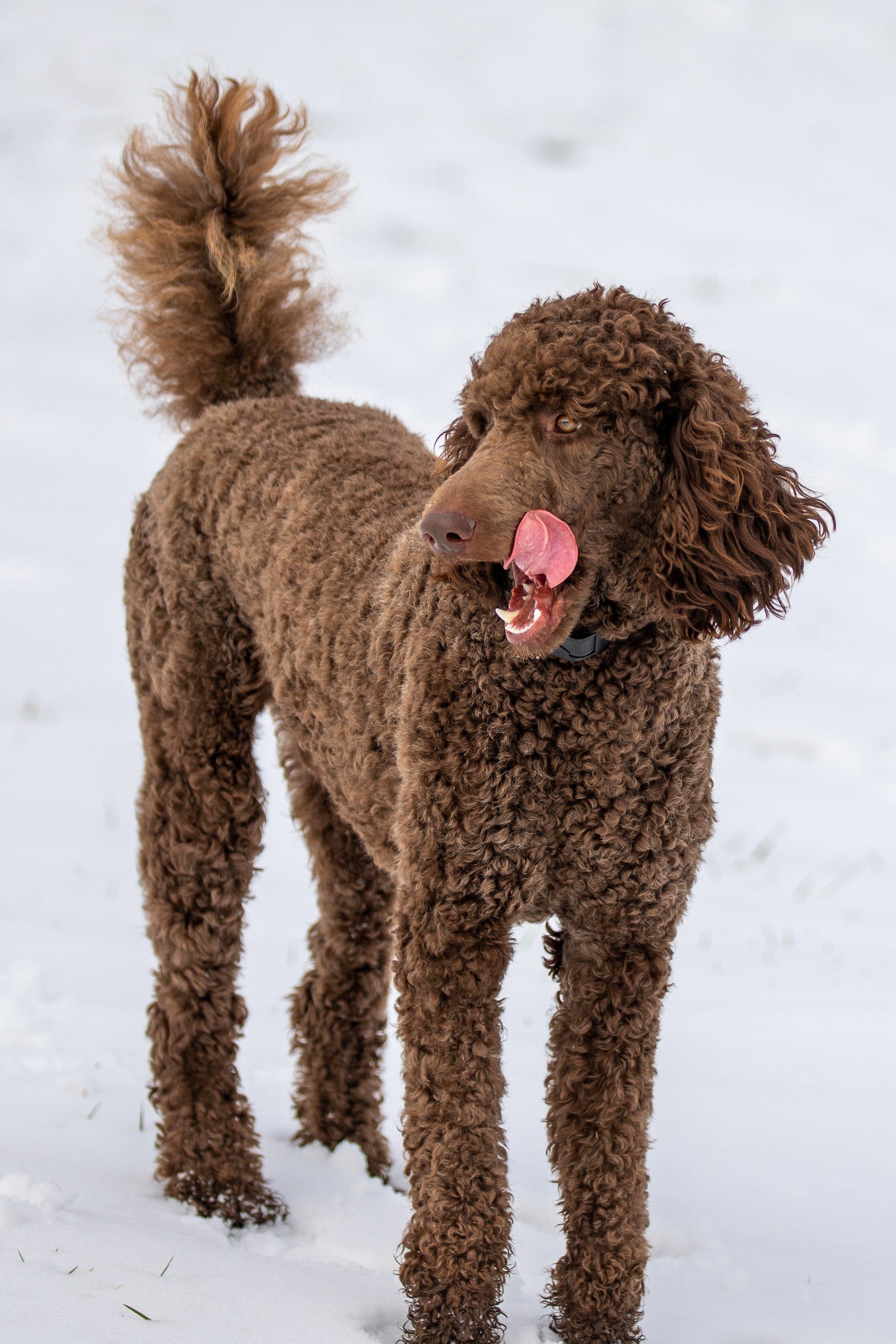 poodle-dog-breed