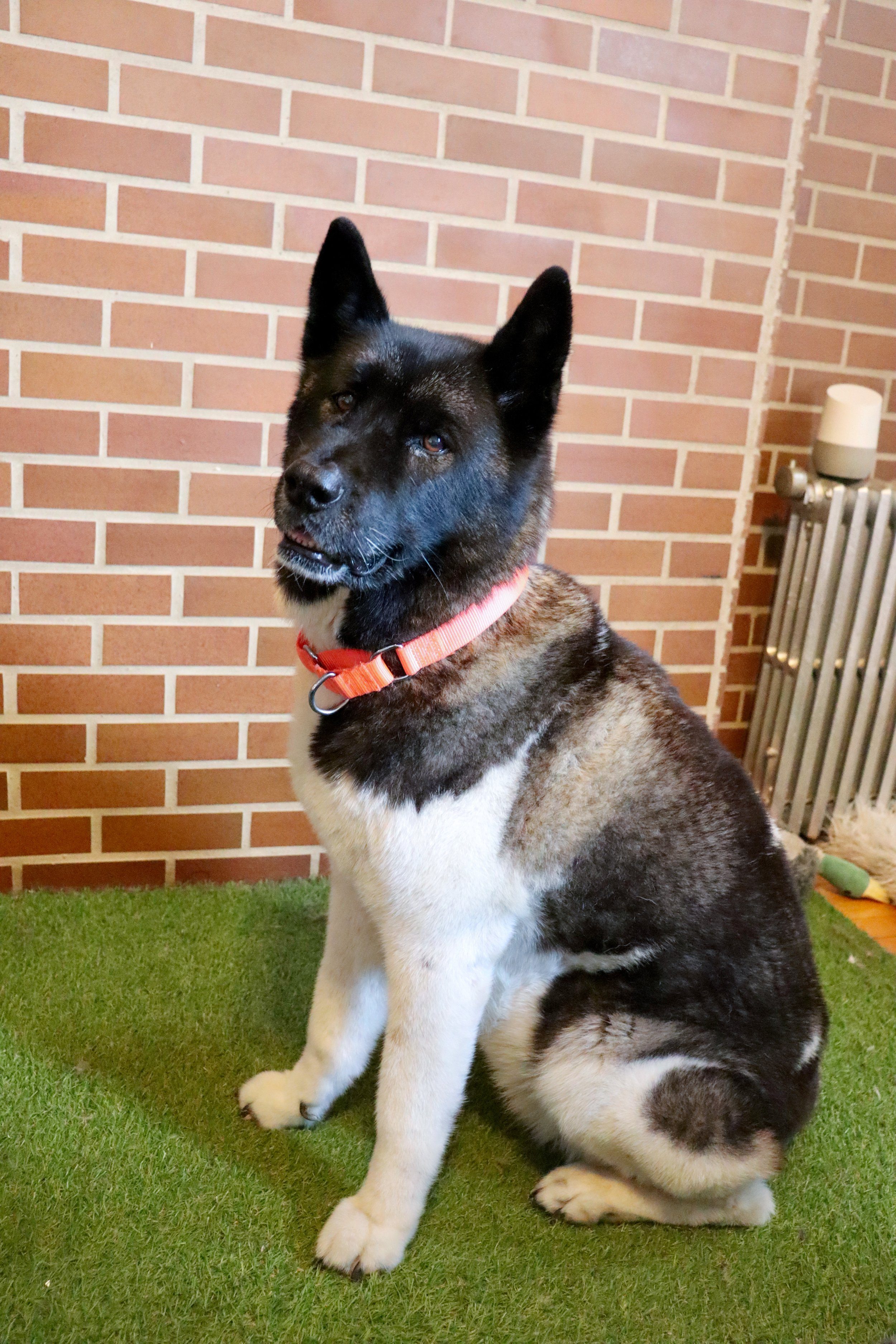 Celebrate-Halloween-with-your-dog