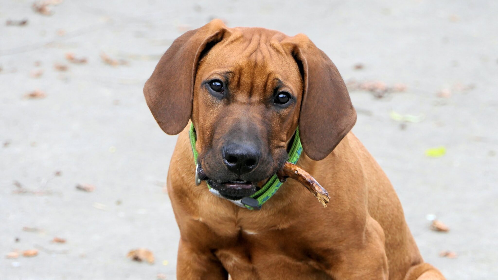 rhodesian-ridgeback-dog