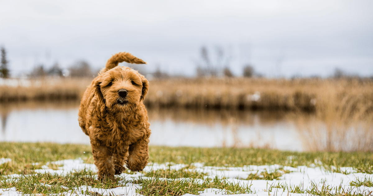 aussiedoodle-dog