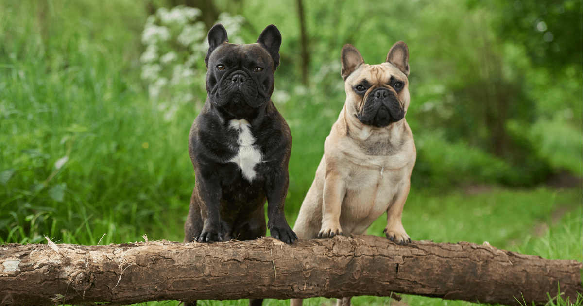 best-dog-breeds-for-city-living