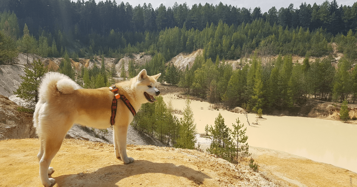 best-dog-breeds-for-hiking