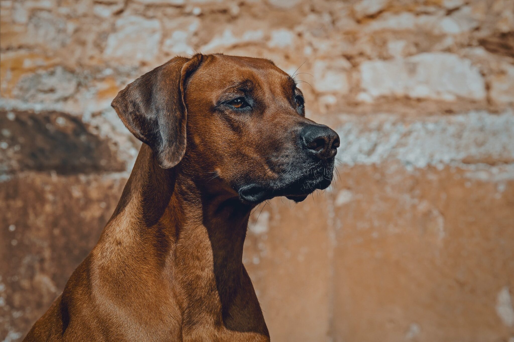 best-guard-dog-breeds