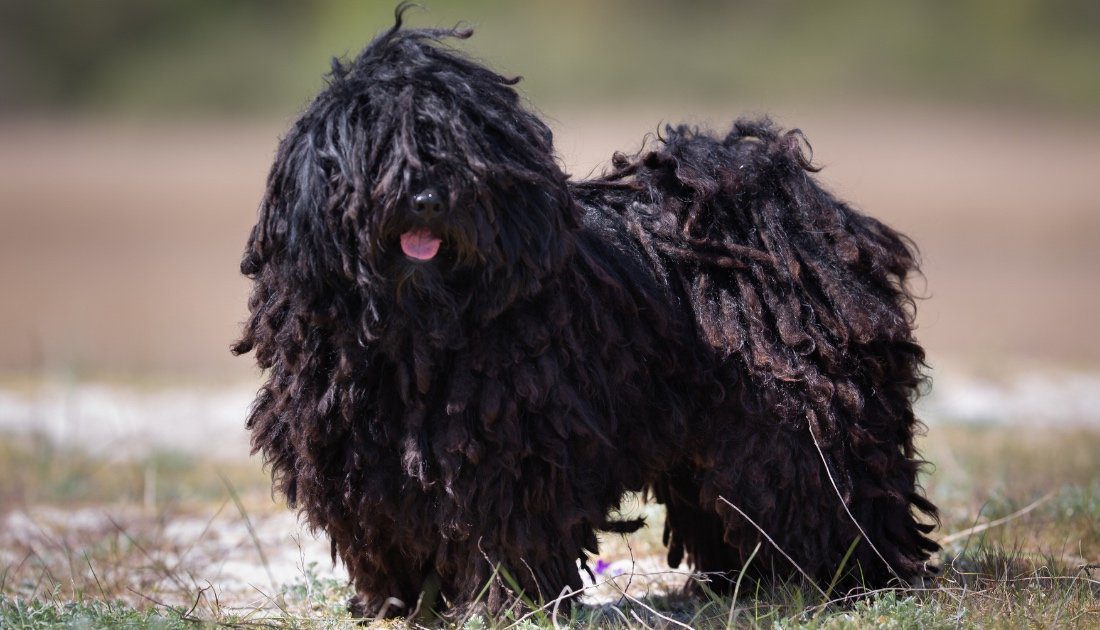 big-dogs-that-don't-shed