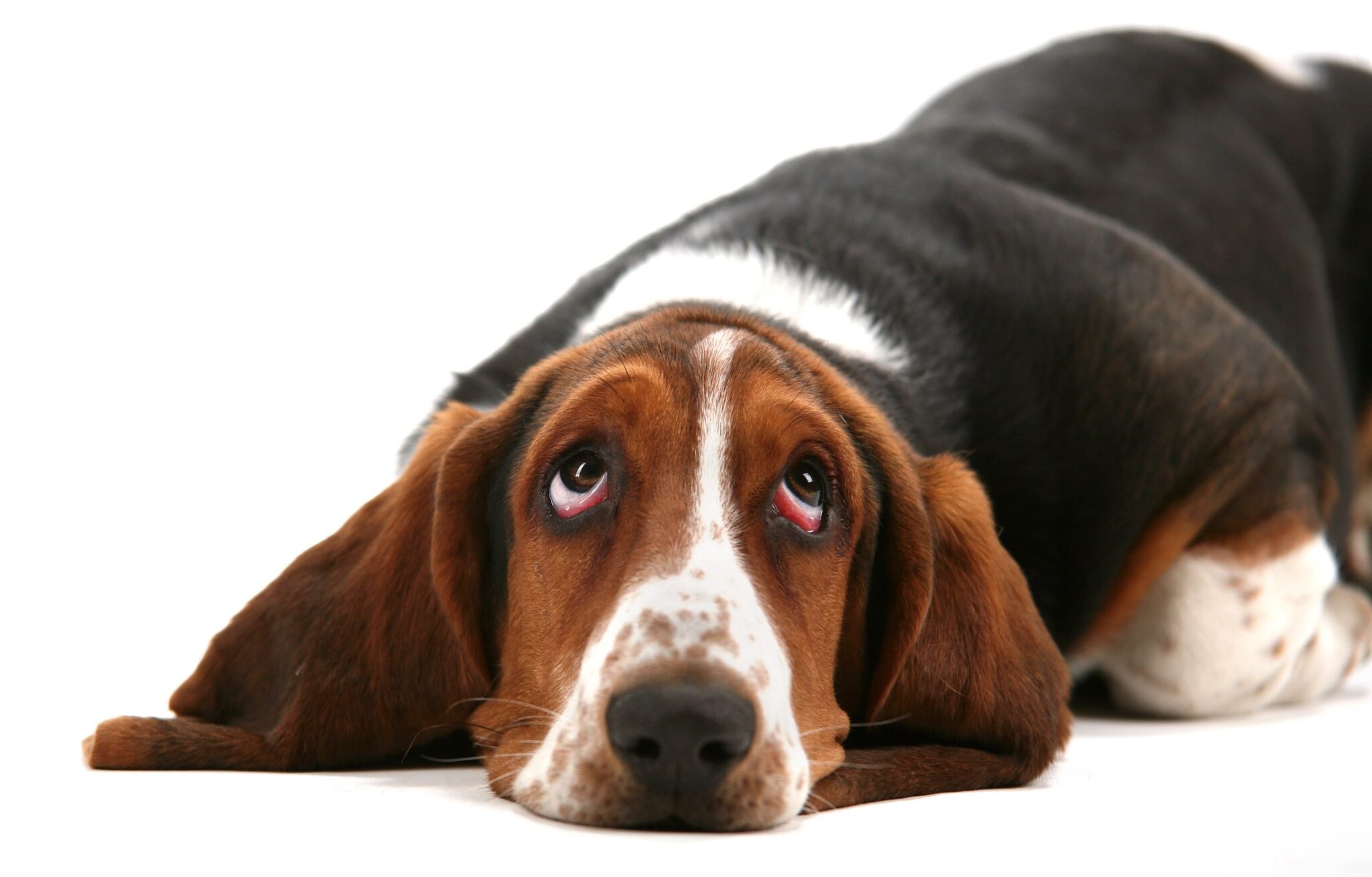 calm-dog-breeds-medium-sized