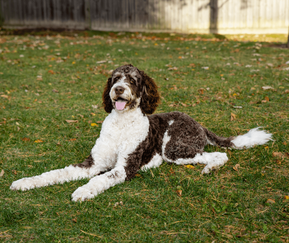 kinds-of-doodle-dogs