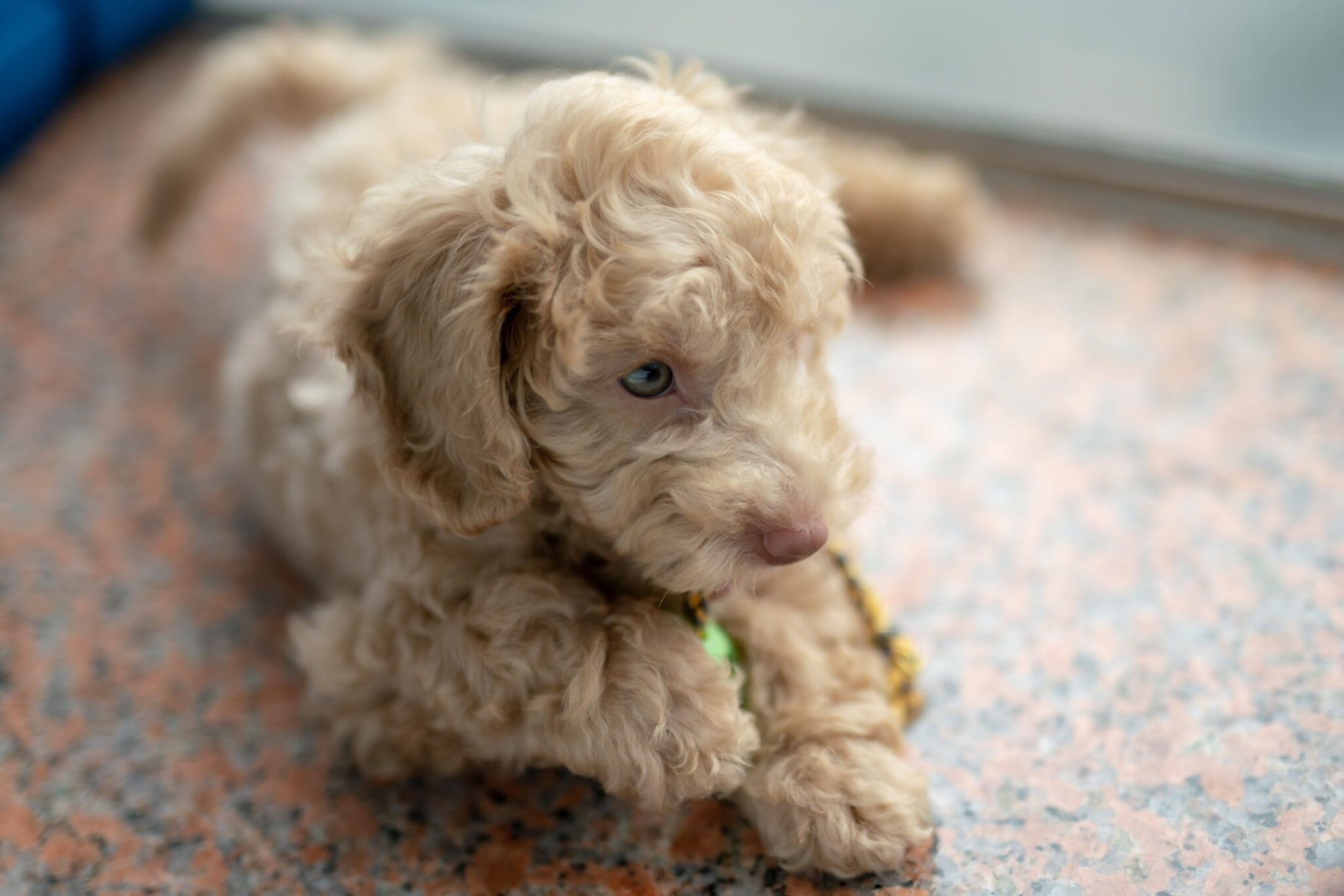 poodle-dog-breed