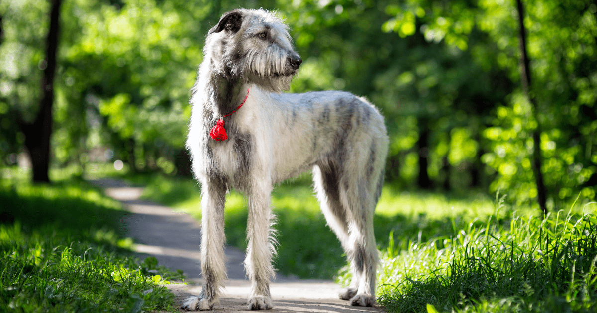 big-dogs-that-don't-shed