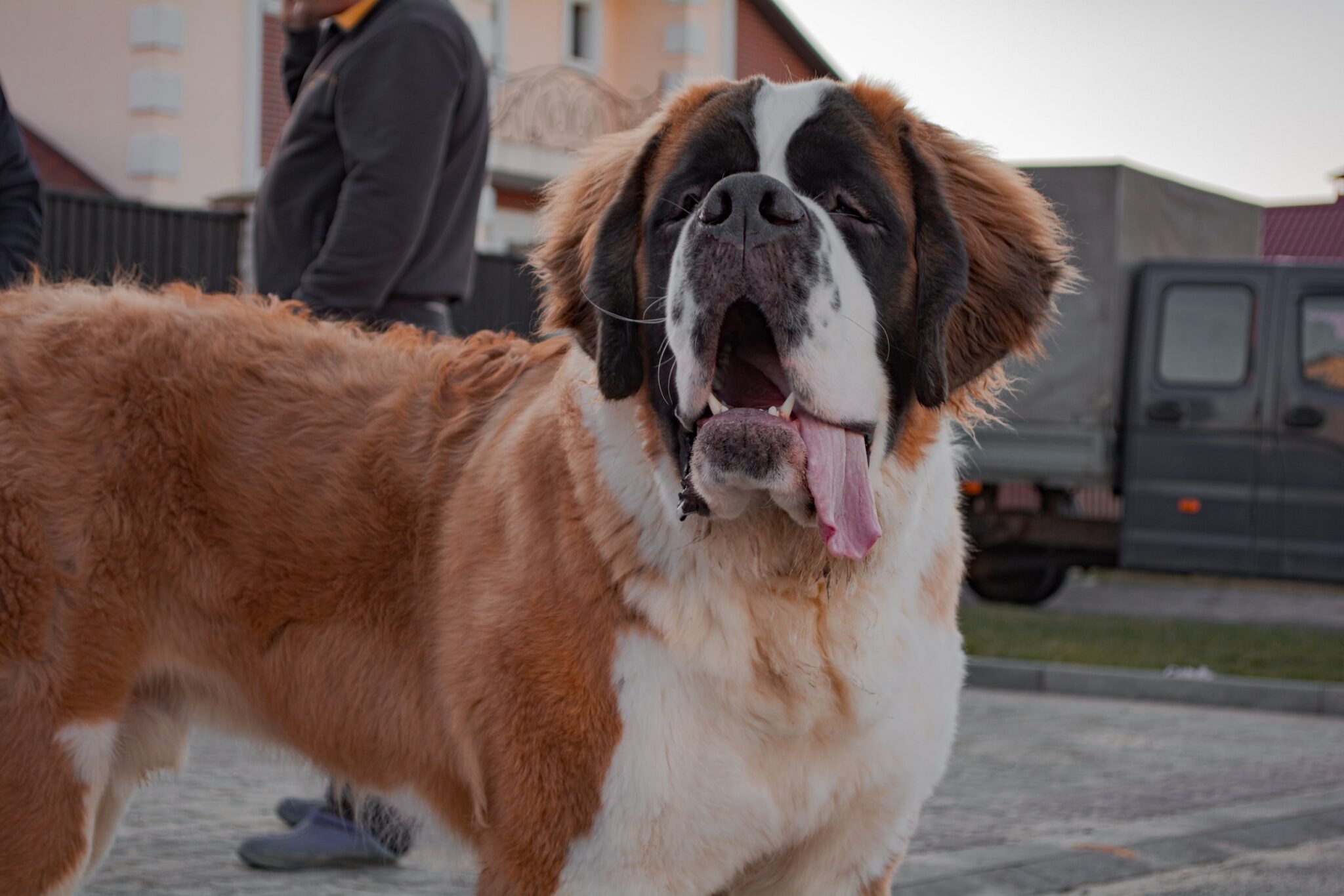 10 Different Types of Working Dogs and the Jobs They Do - Book of Dog