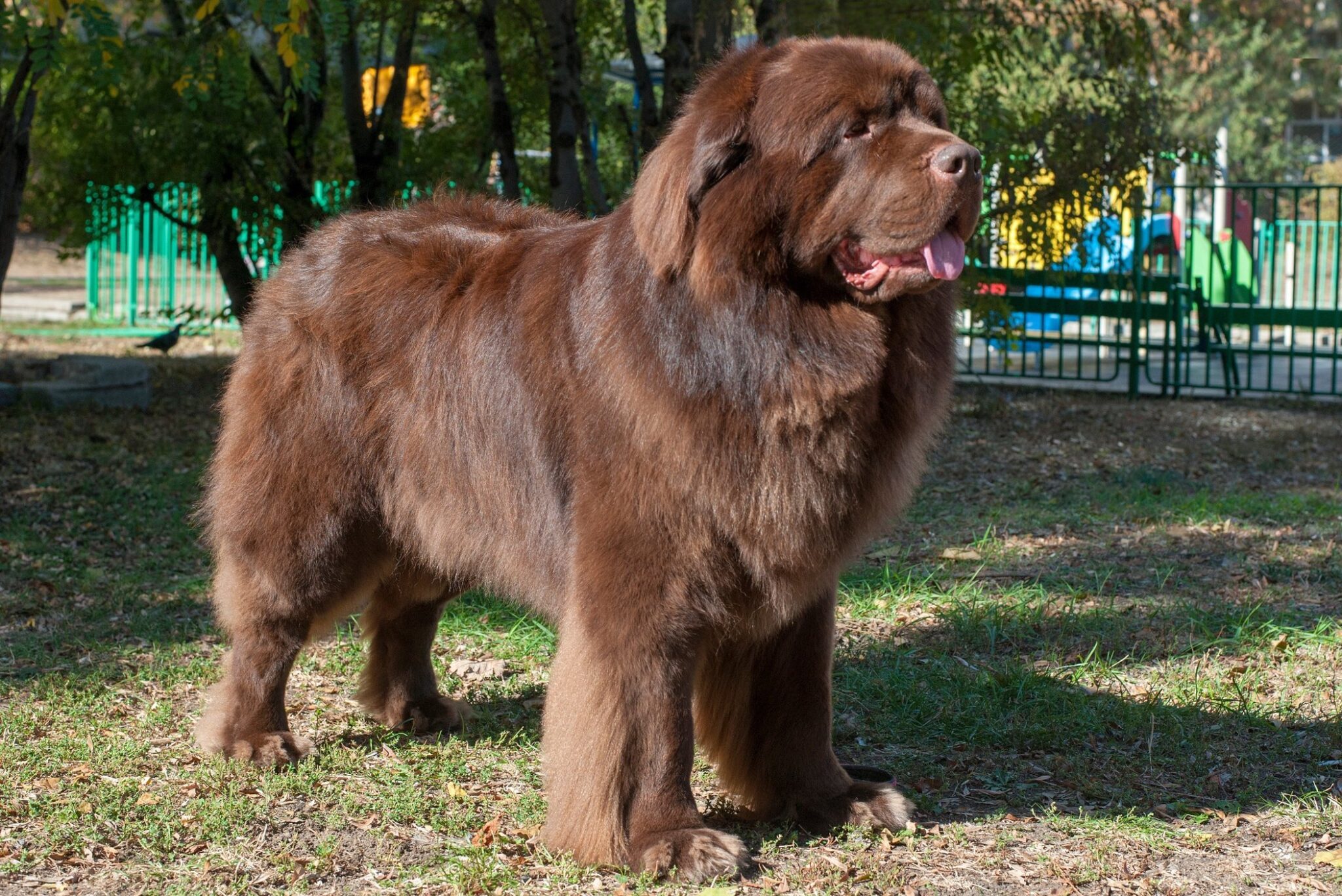 least-aggressive-dog-breeds