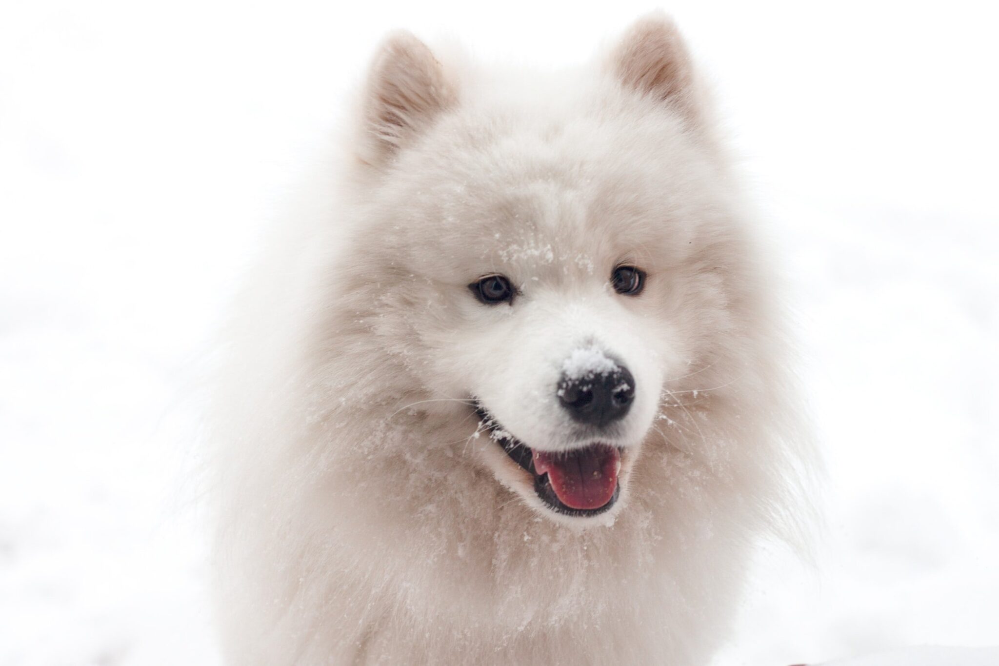 best-dog-breeds-for-cold-weather