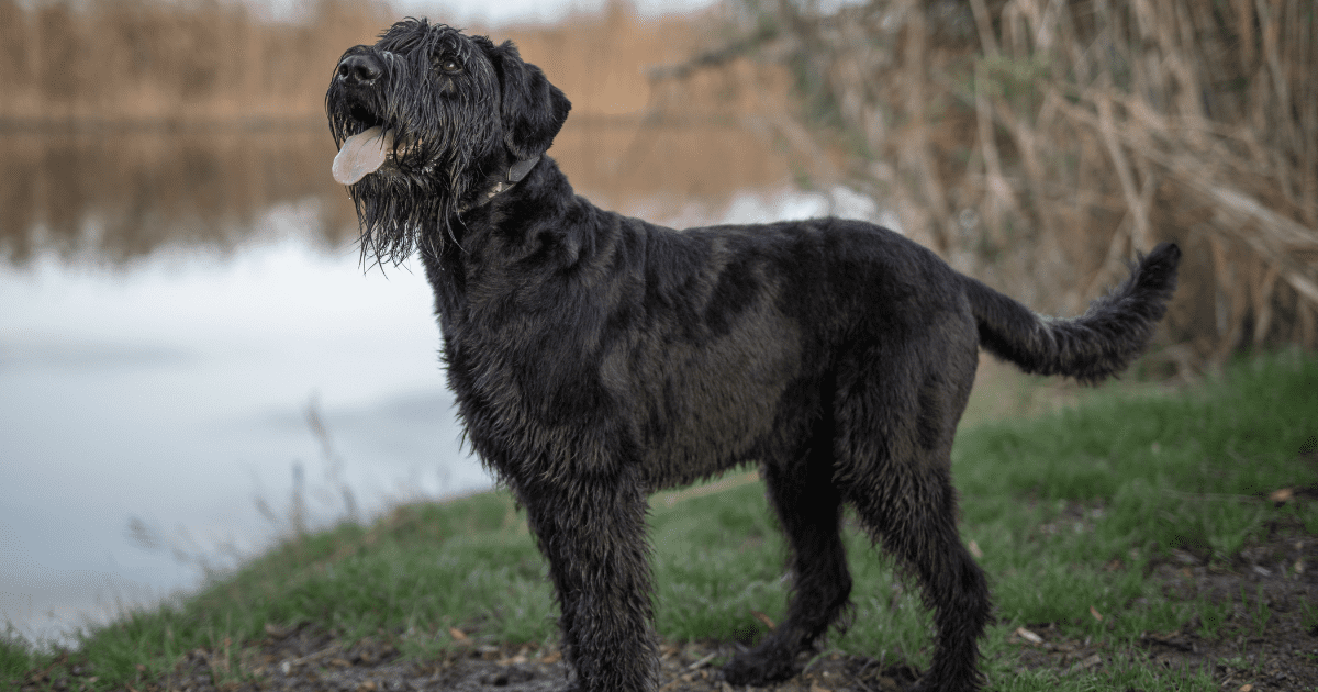 best-guard-dogs-for-apartments