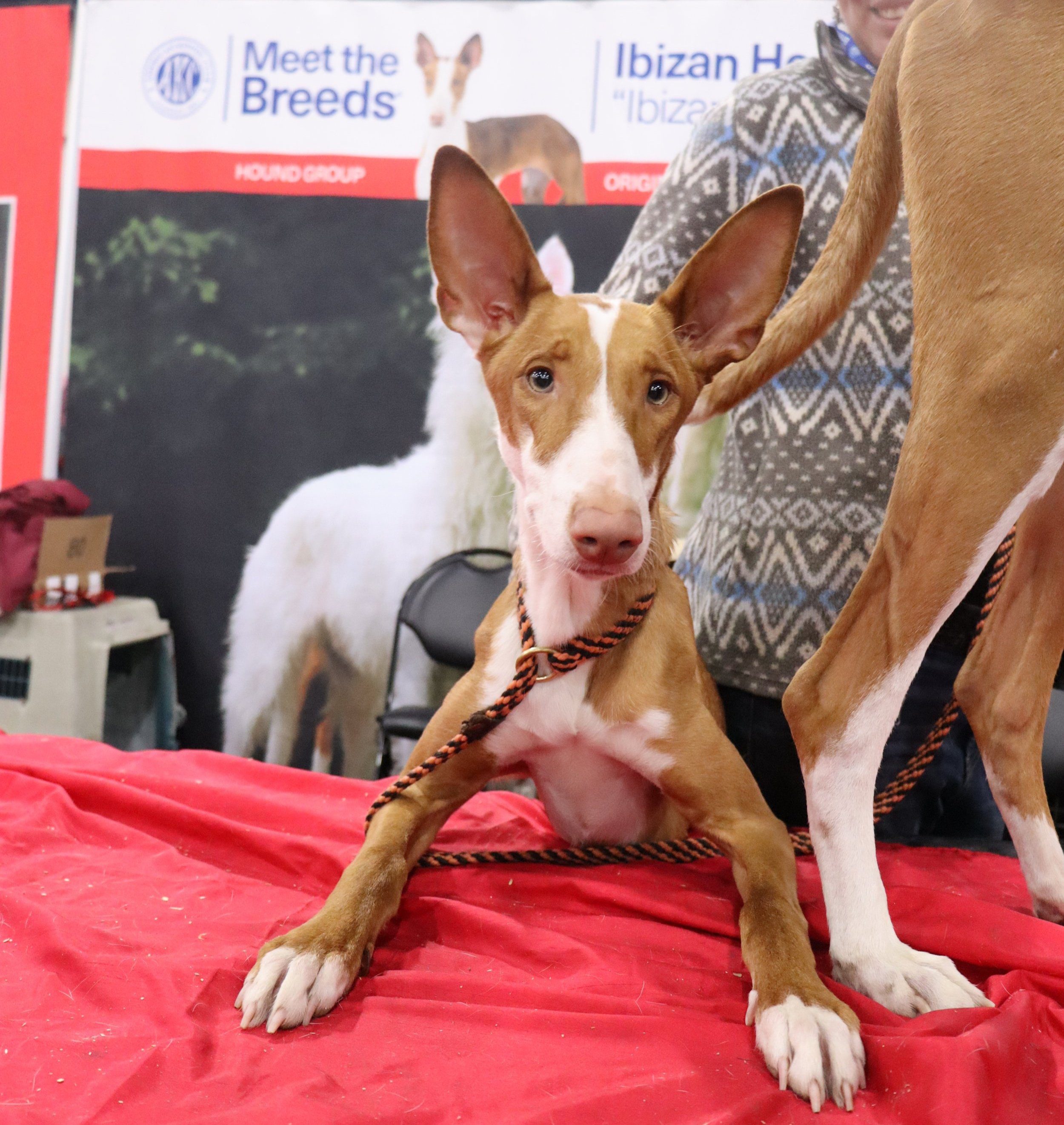 dog-breeds-for-hot-weather