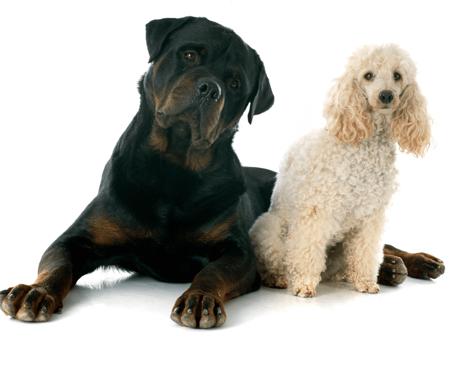 kinds-of-doodle-dogs