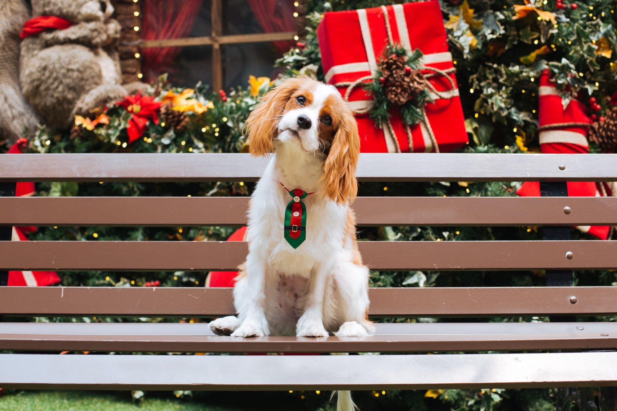 king-charles-spaniel-dog-breed