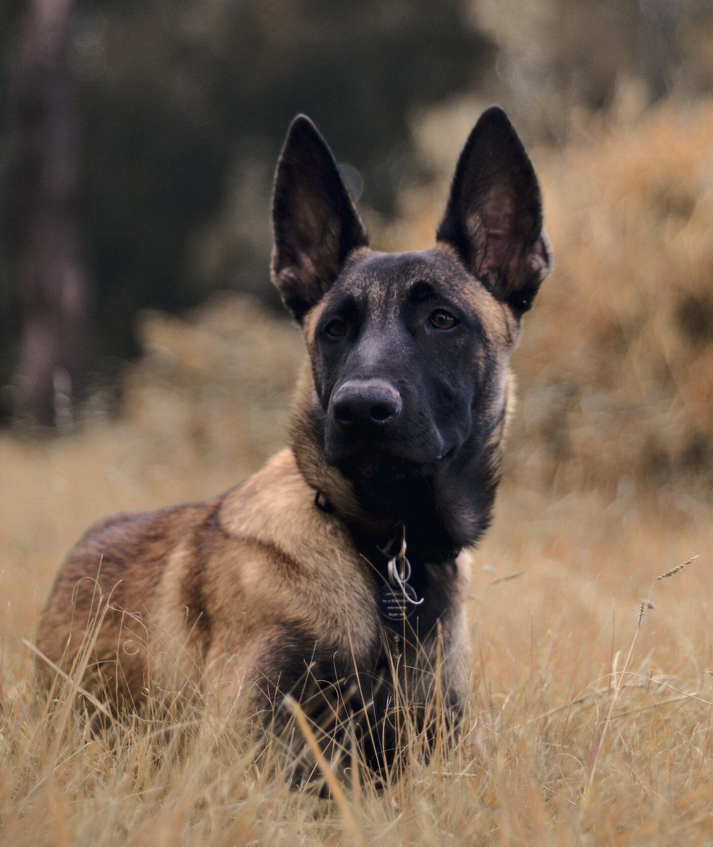 belgian-malinois-dog-breed