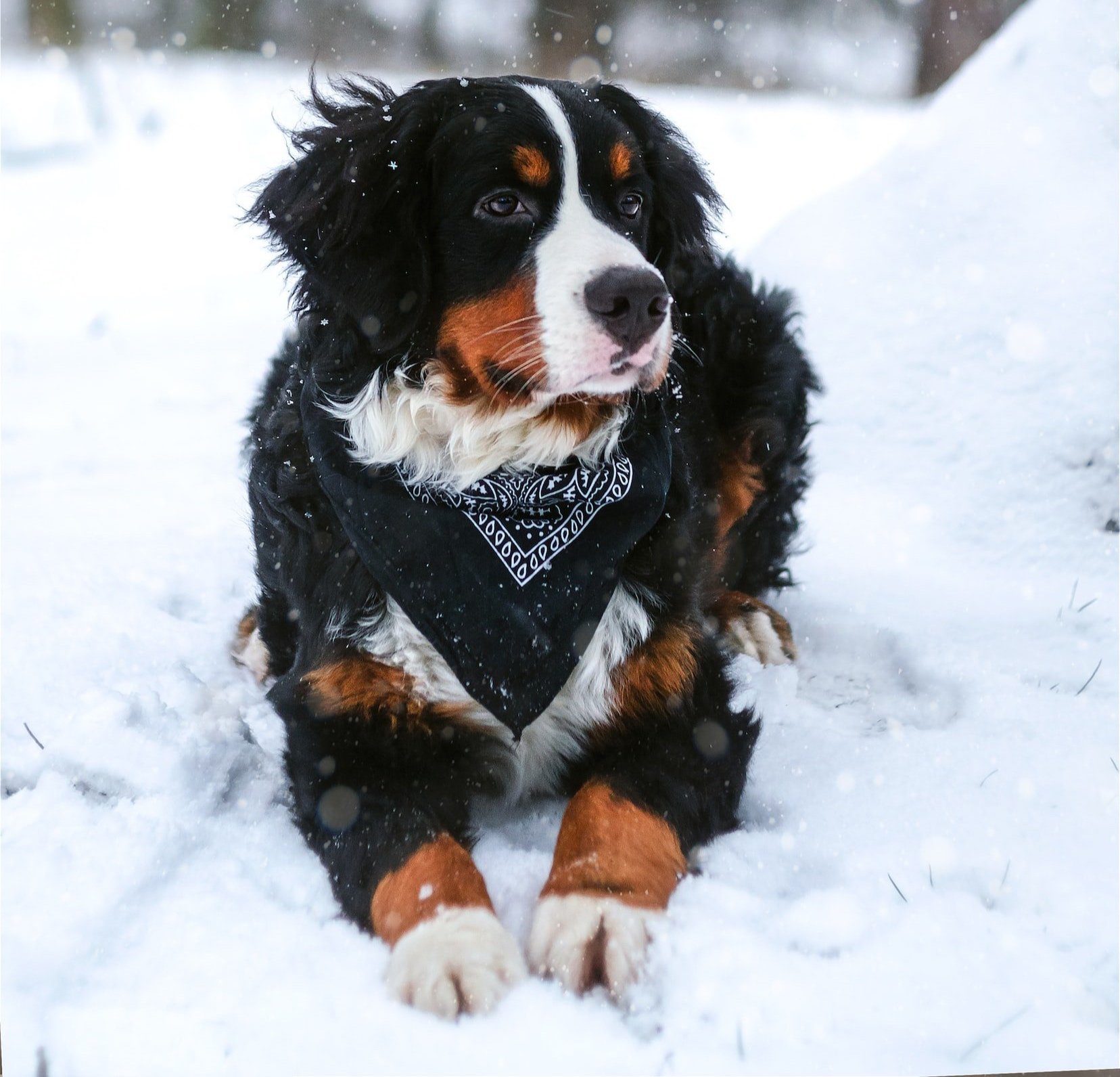 best-dog-breeds-for-cold-weather