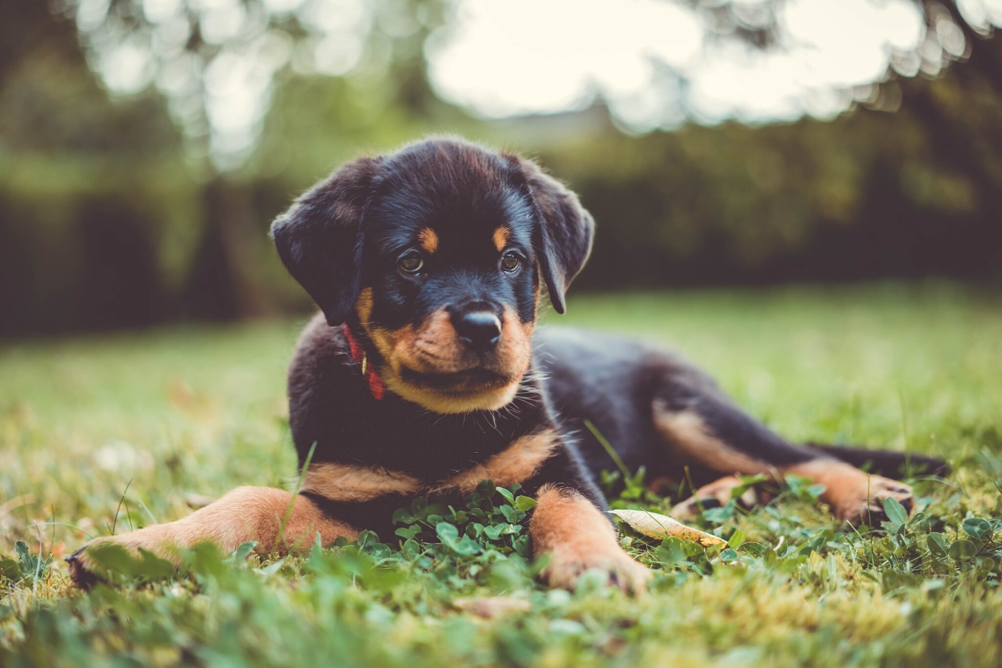 rottweiler-dog-breed