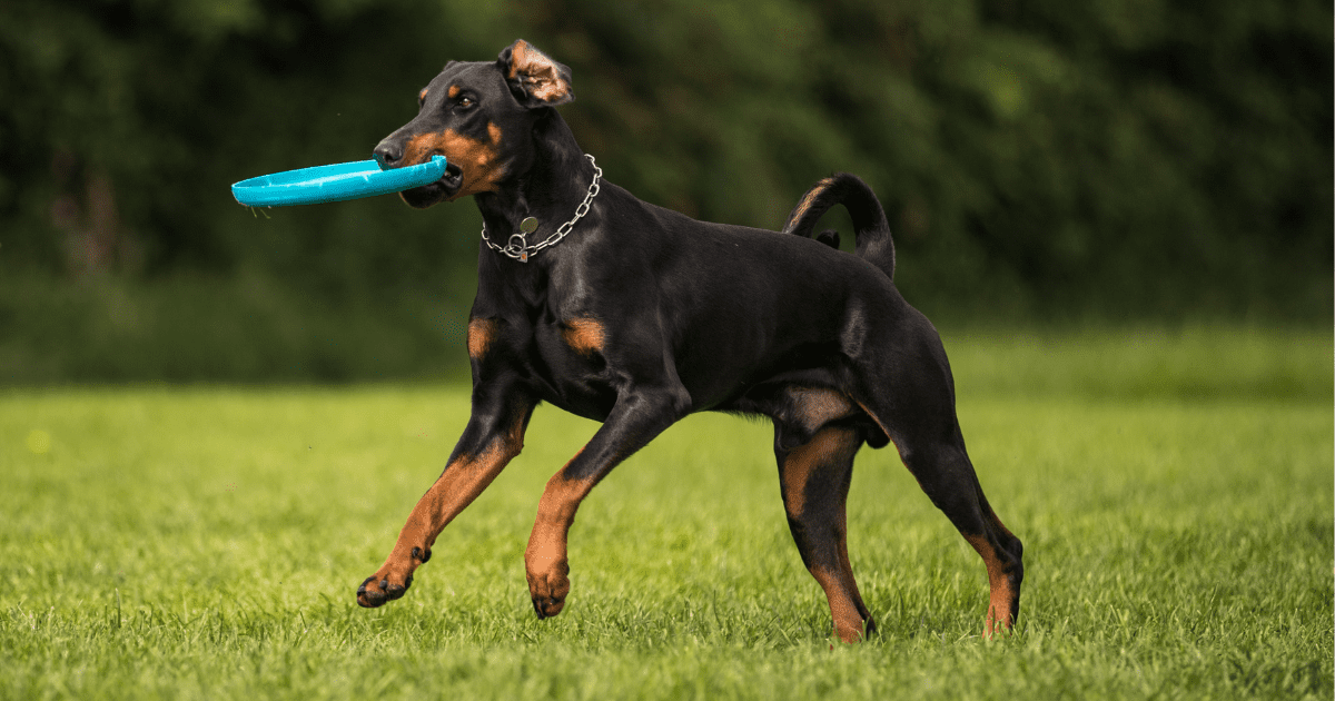 best-guard-dogs-for-apartments