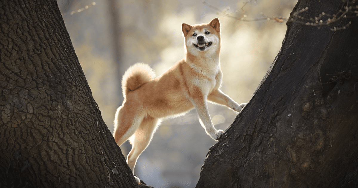 best-dog-breeds-for-hiking
