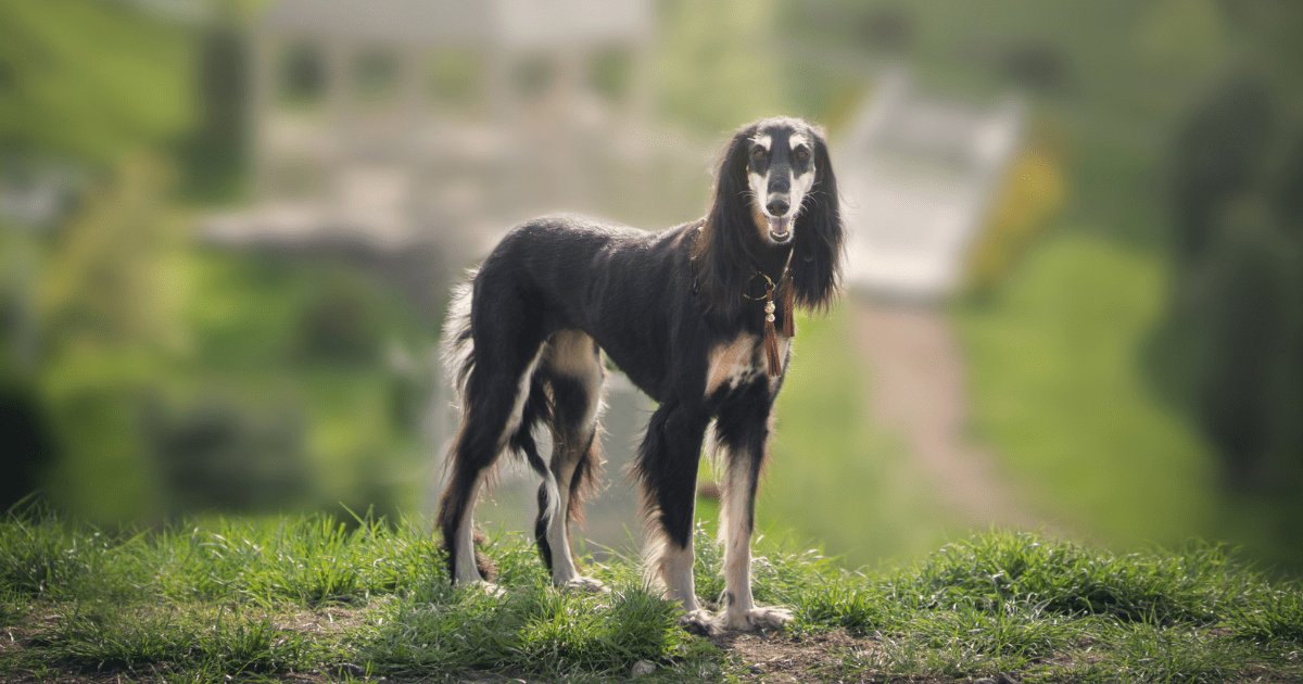 big-dogs-that-don't-shed