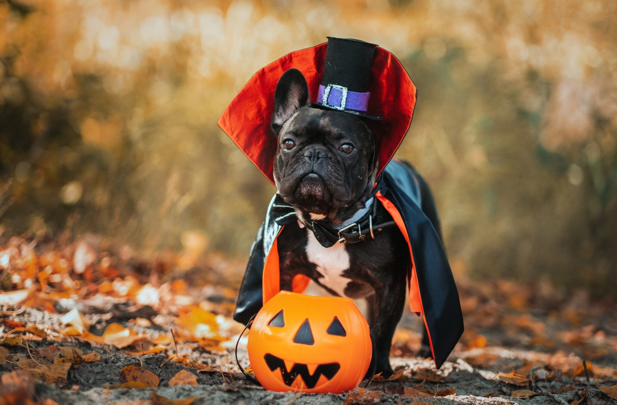 Celebrate-Halloween-with-your-dog