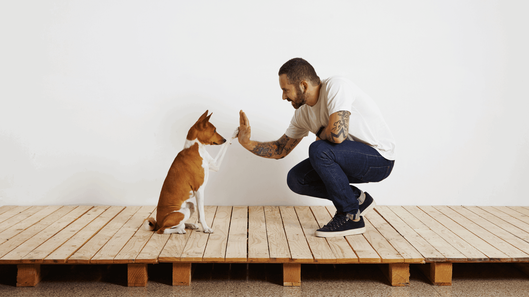 Celebrate-Halloween-with-your-dog