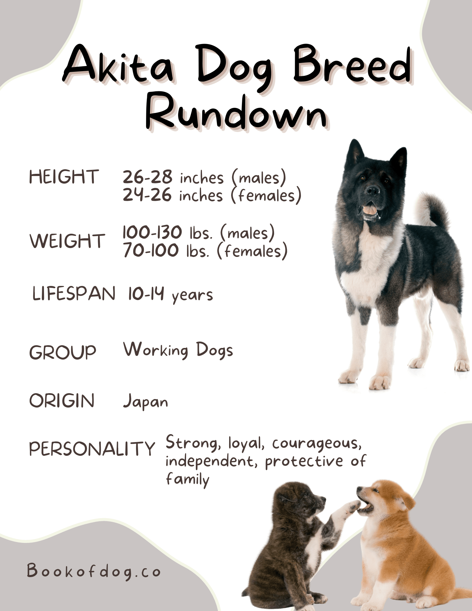 akita-dog-breed