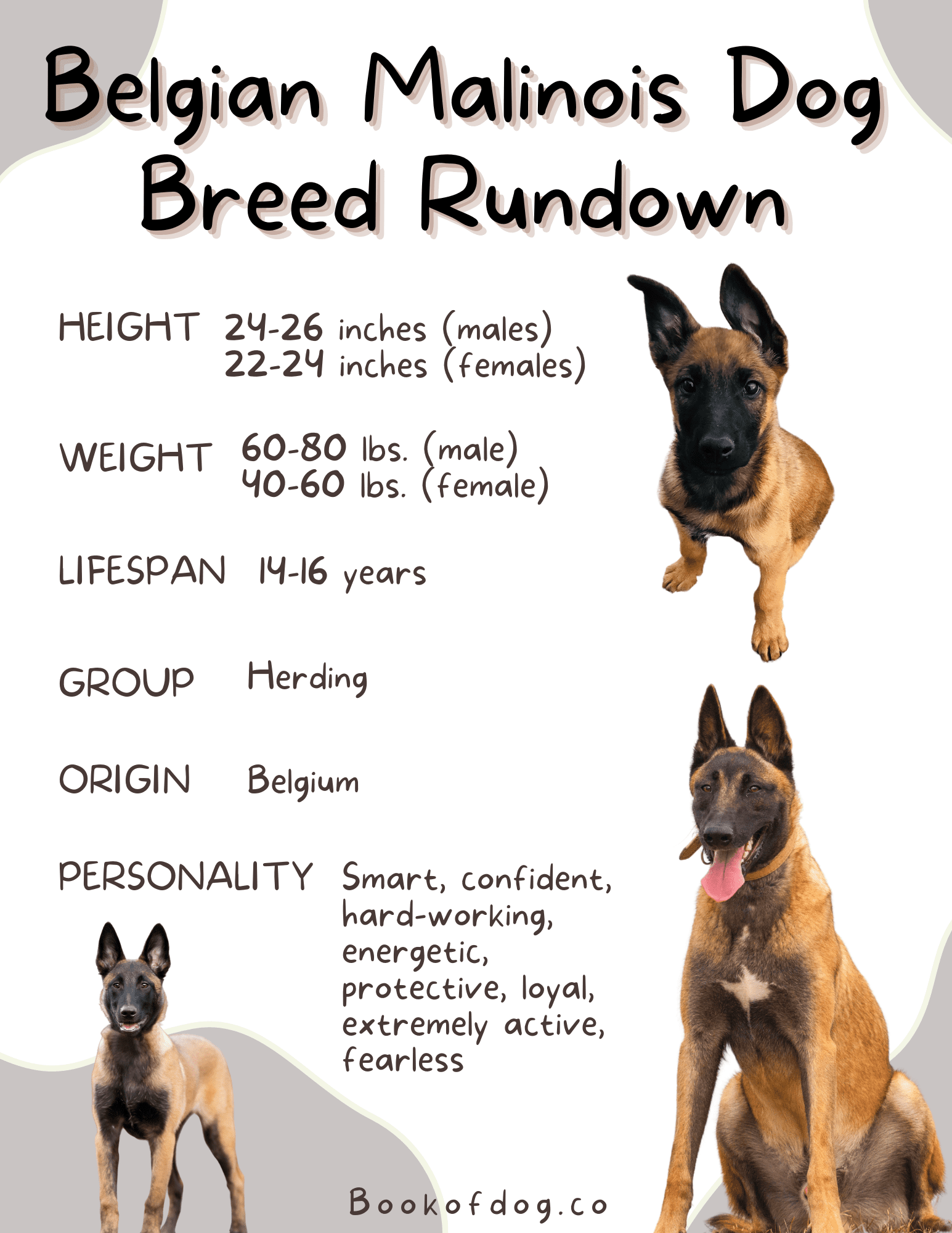 belgian-malinois-dog-breed