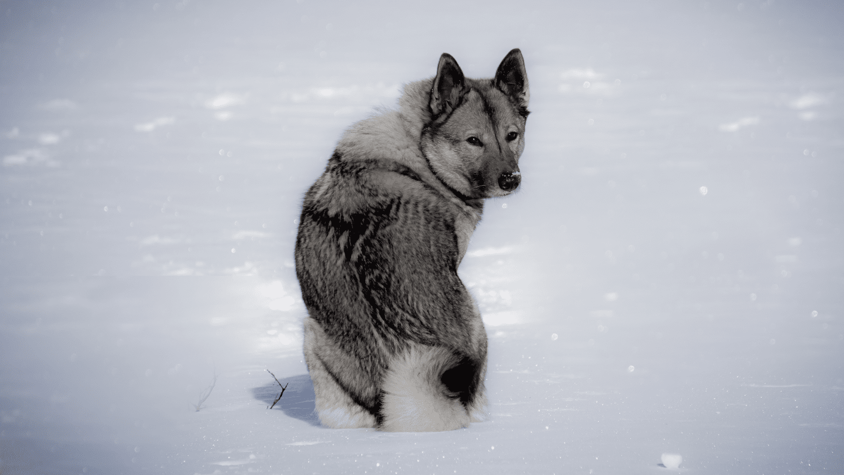 best-dog-breeds-for-cold-weather