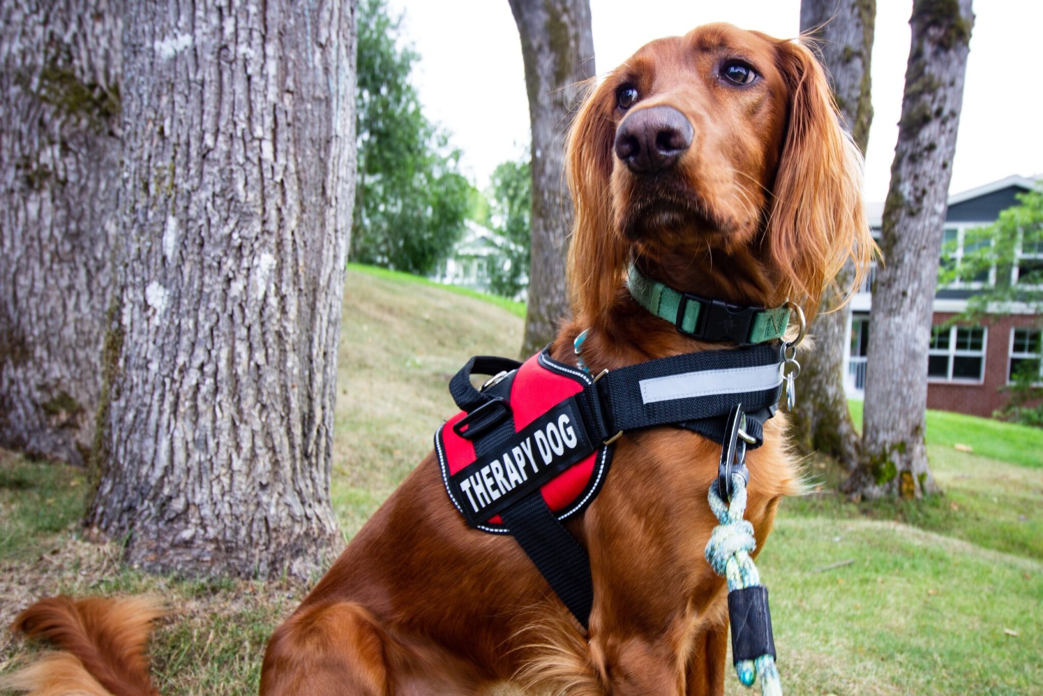 10 Different Types of Working Dogs and the Jobs They Do - Book of Dog