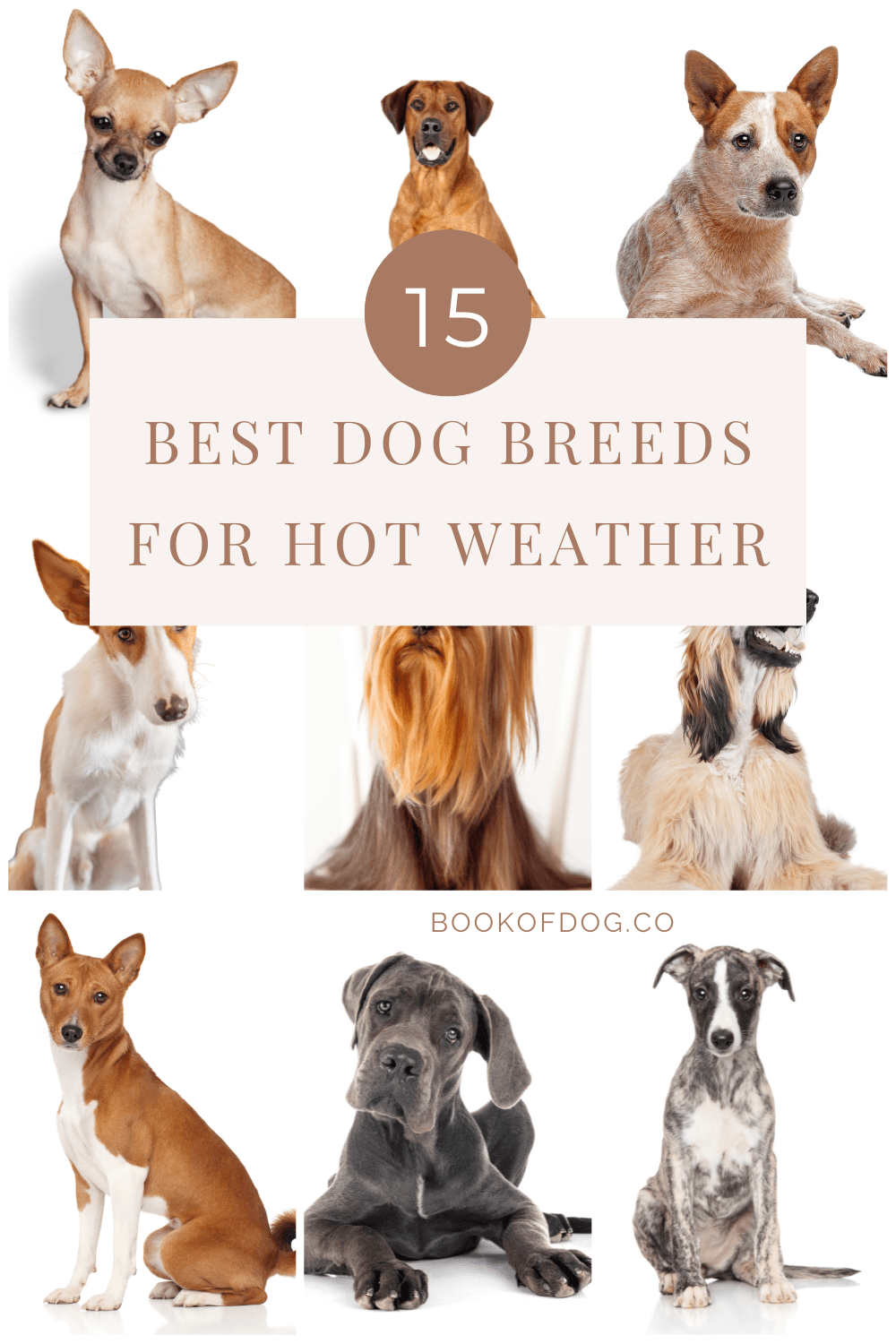 dog-breeds-for-hot-weather