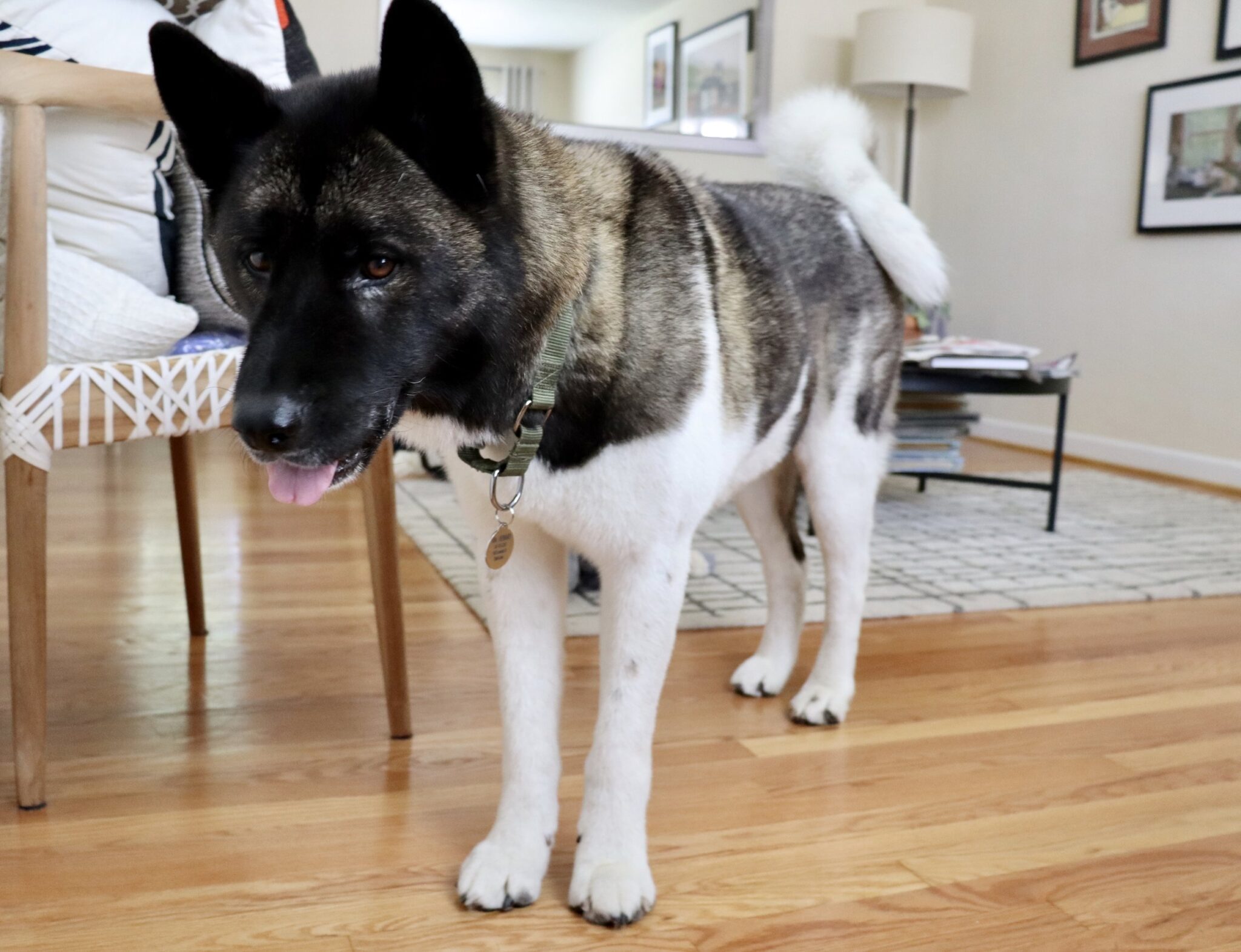 dog-food-cost-per-month