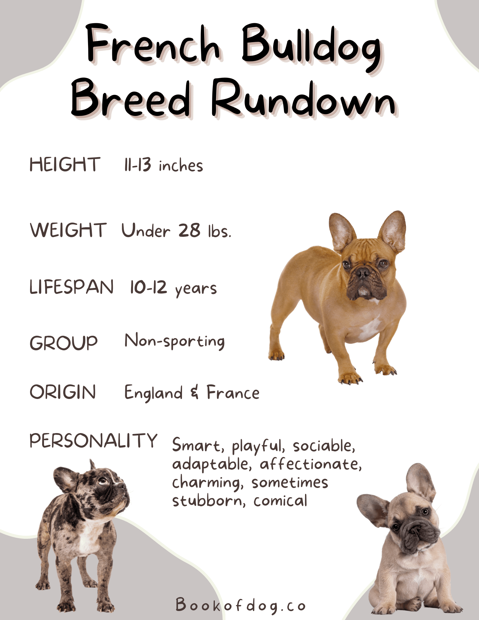 french-bulldog-breed-information