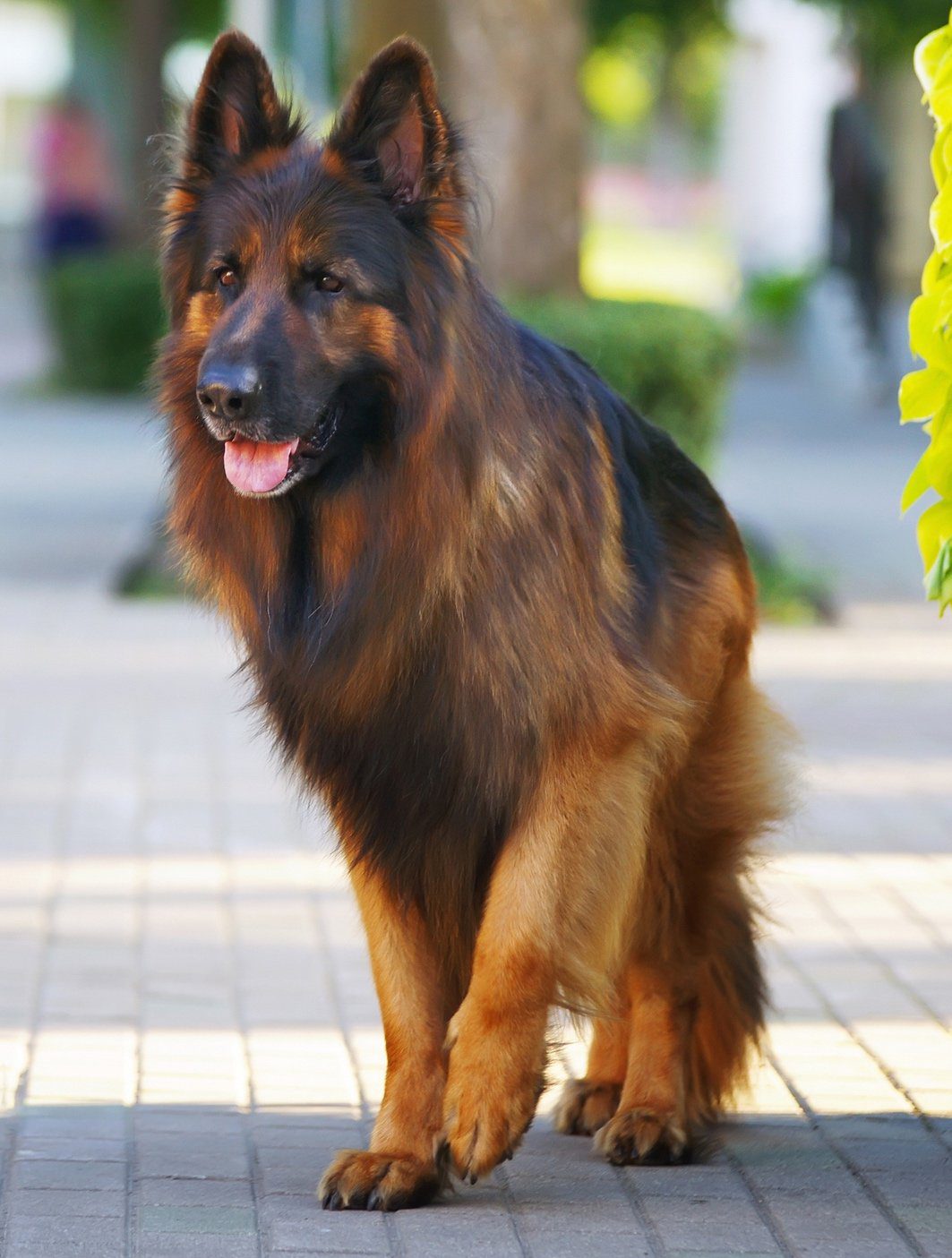 king-shepherd-dog
