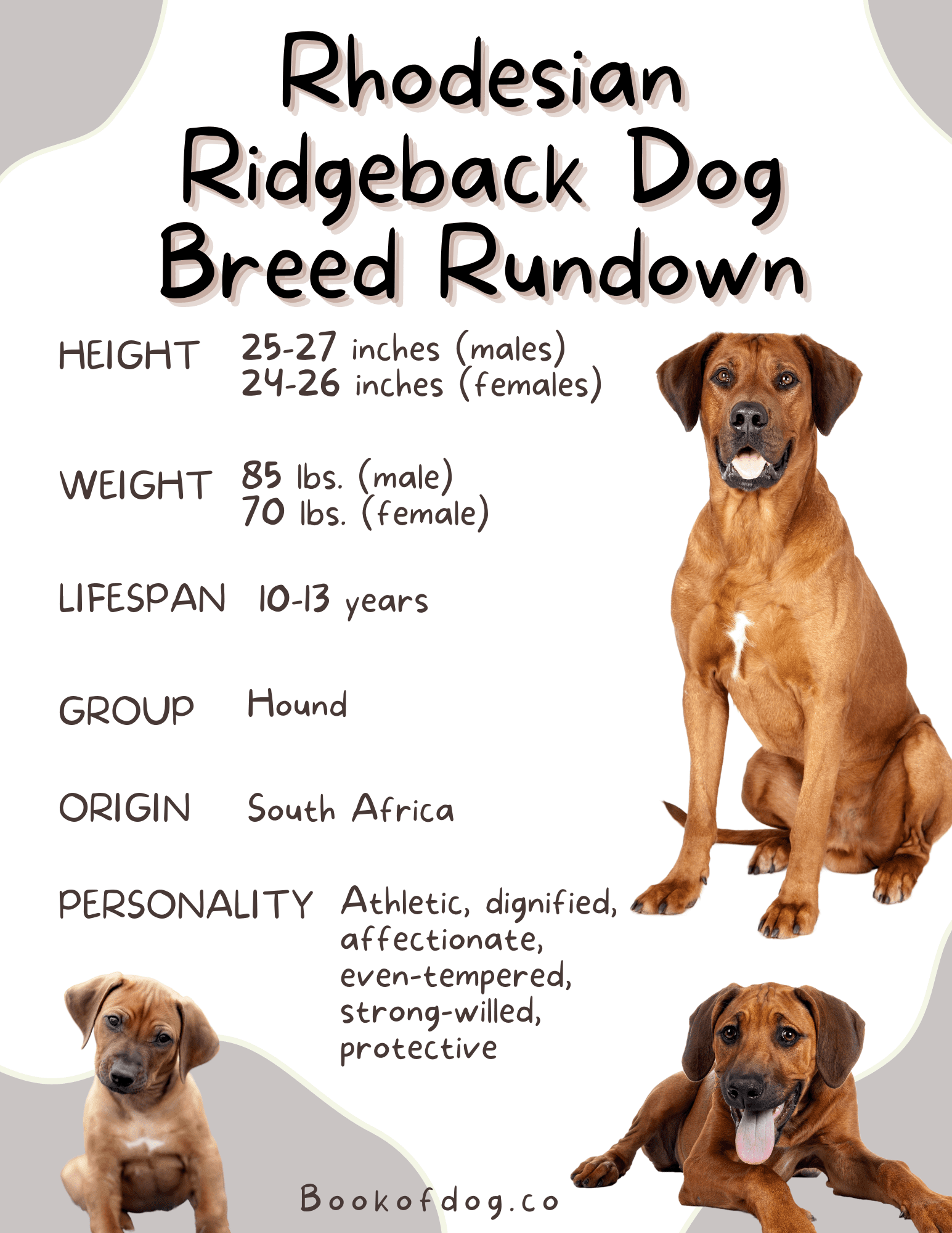 rhodesian-ridgeback-dog