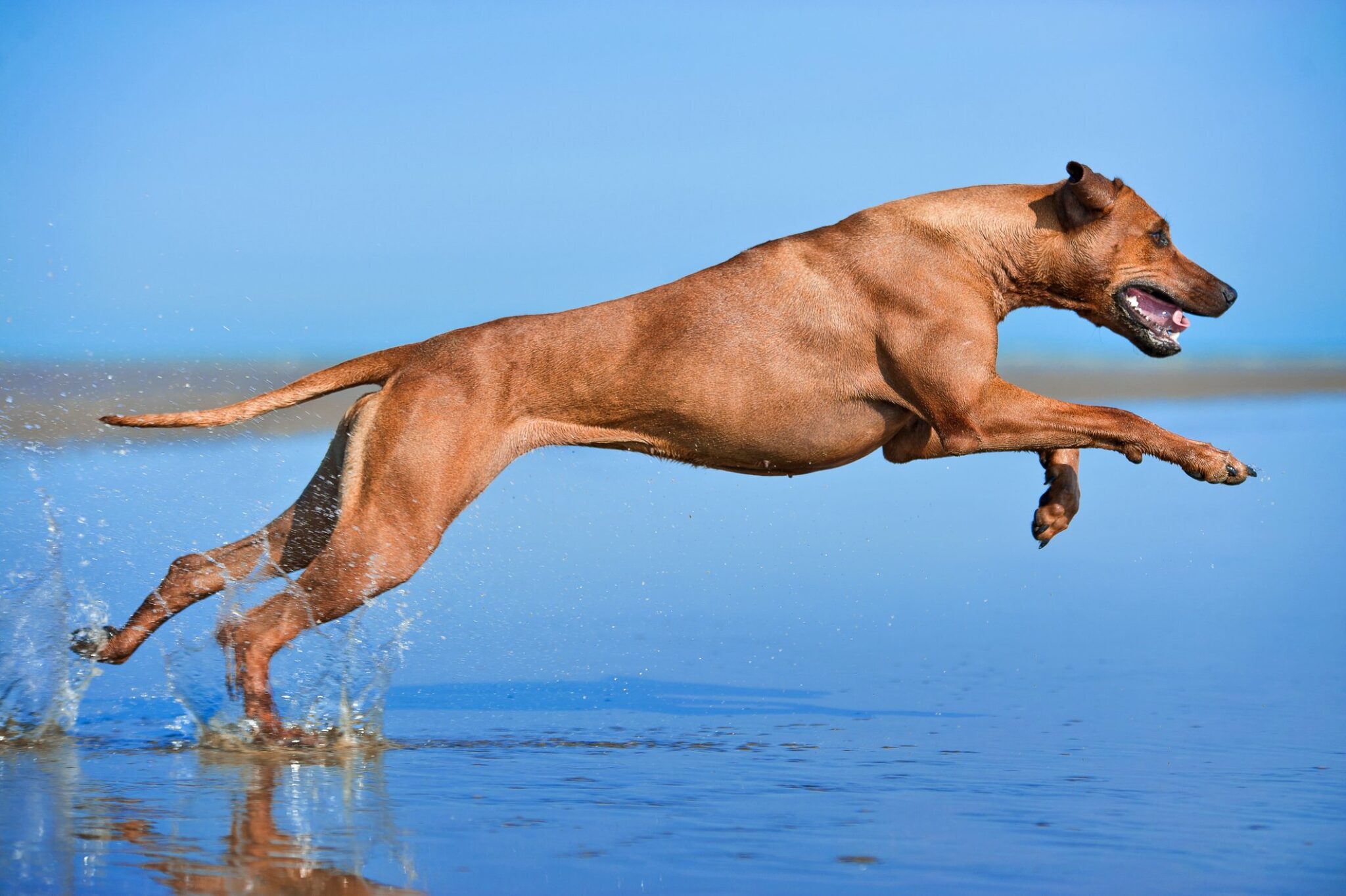 Rhodesian-ridgeback-dog