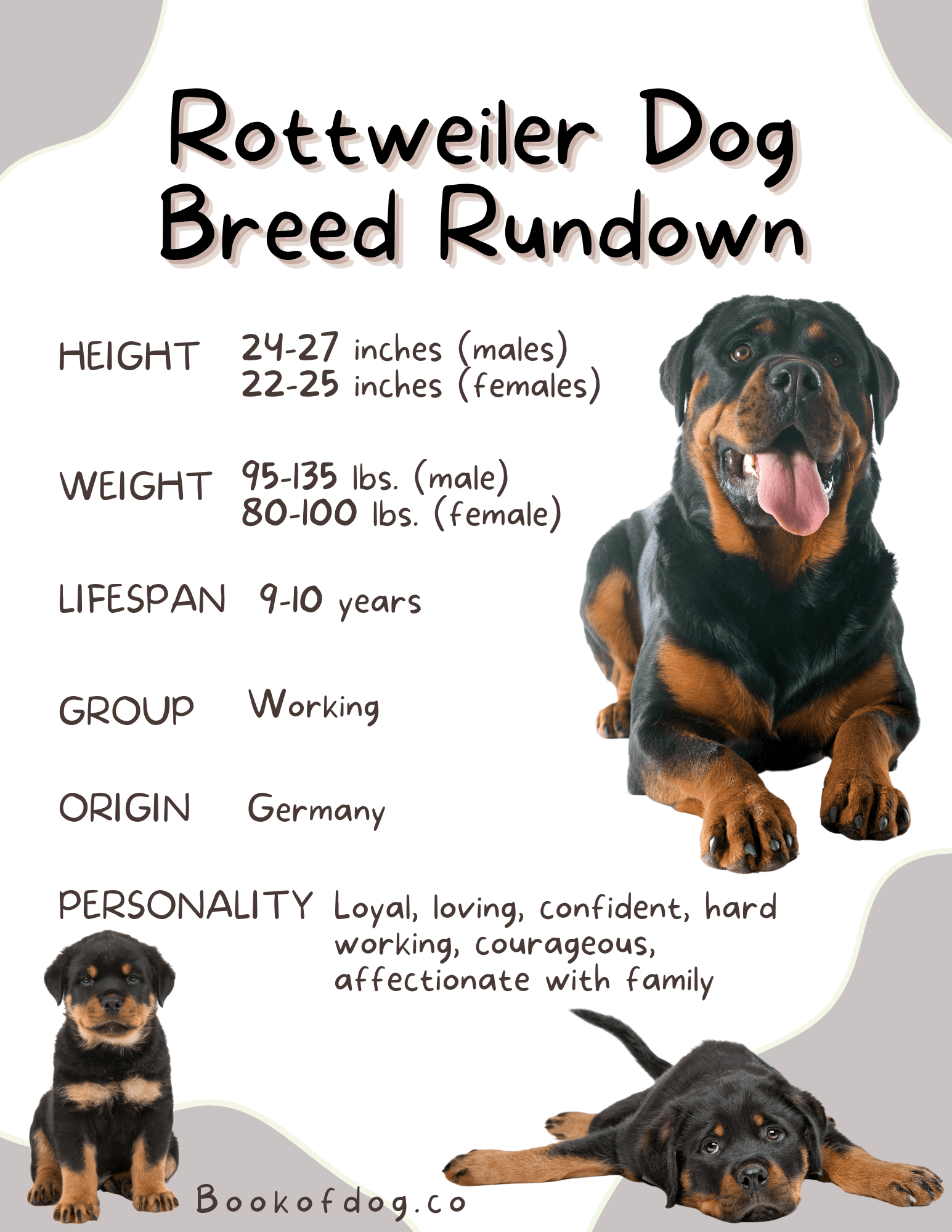 rottweiler-dog-breed
