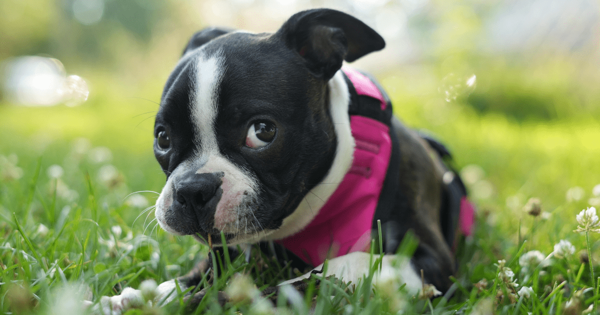 Boston terrier dog cute