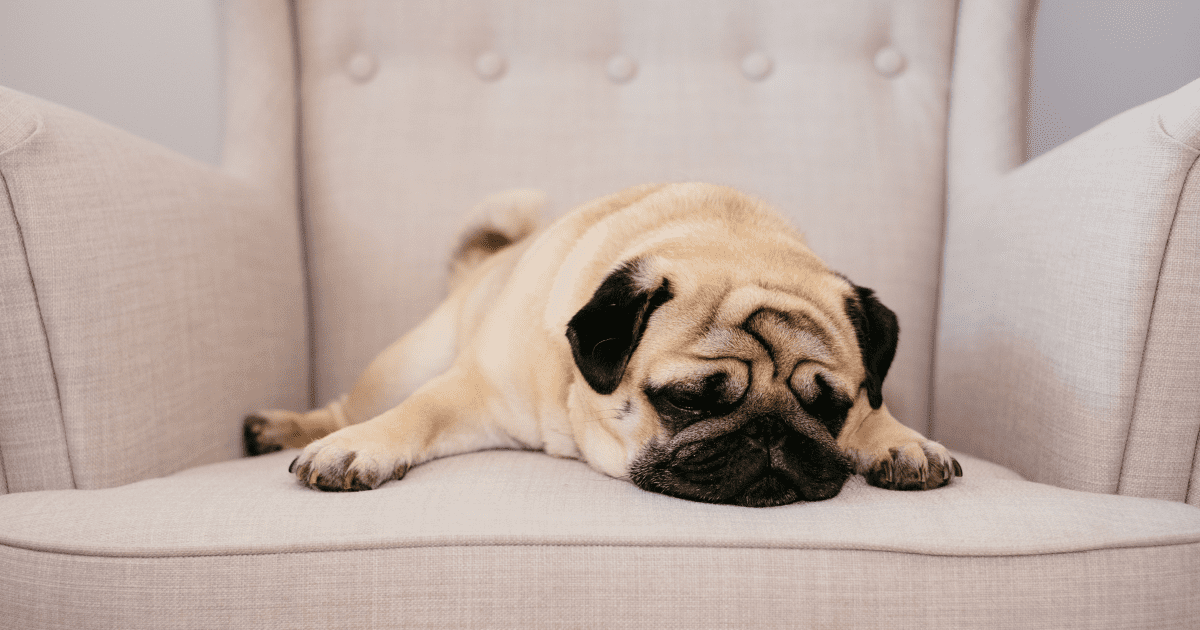 Pug dog breed on a sofa