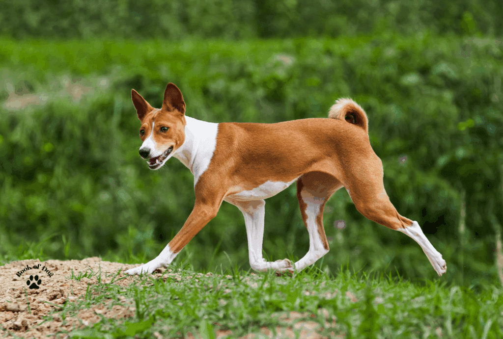 Basenji dog trotting