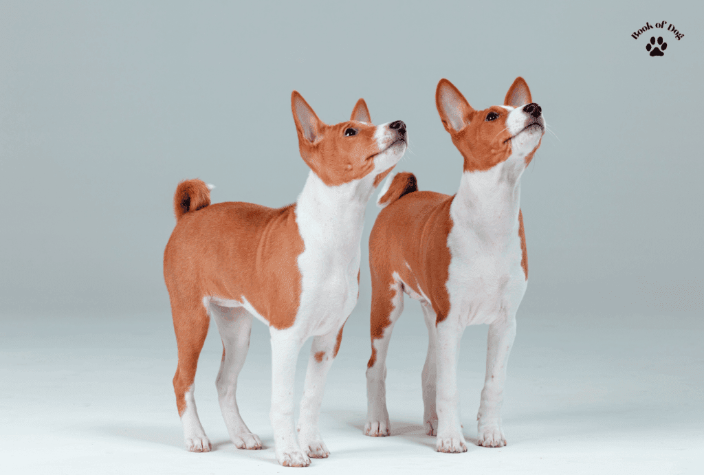 Basenji puppy