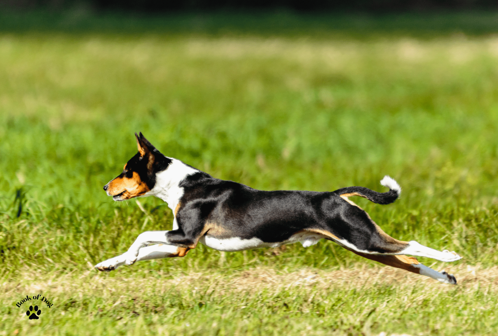 Basenji Profile: The Barkless Dog with a Unique Personality - Book of Dog