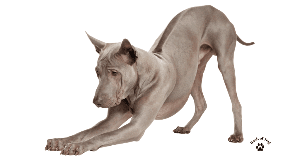 Thai Ridgeback dog