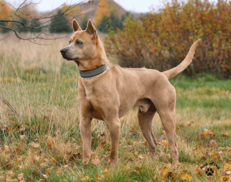 Thai Ridgeback dog standing