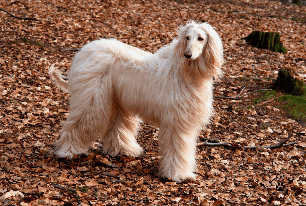 Afghan hound cream color