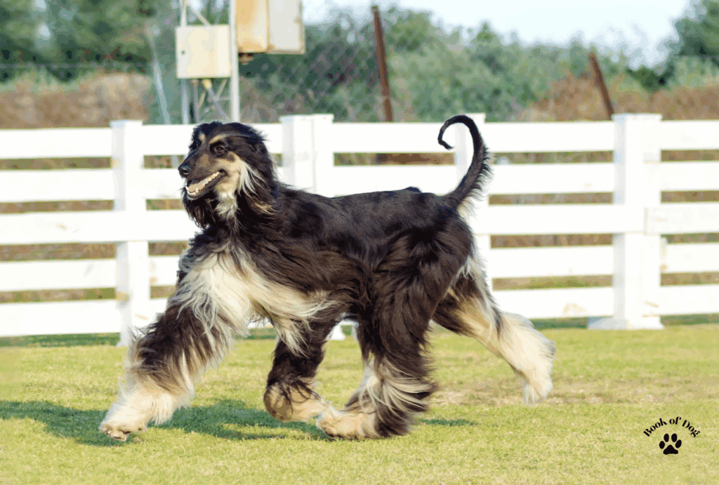 Afghan hound black and tan