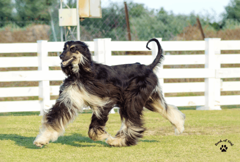 Afghan hound black and tan