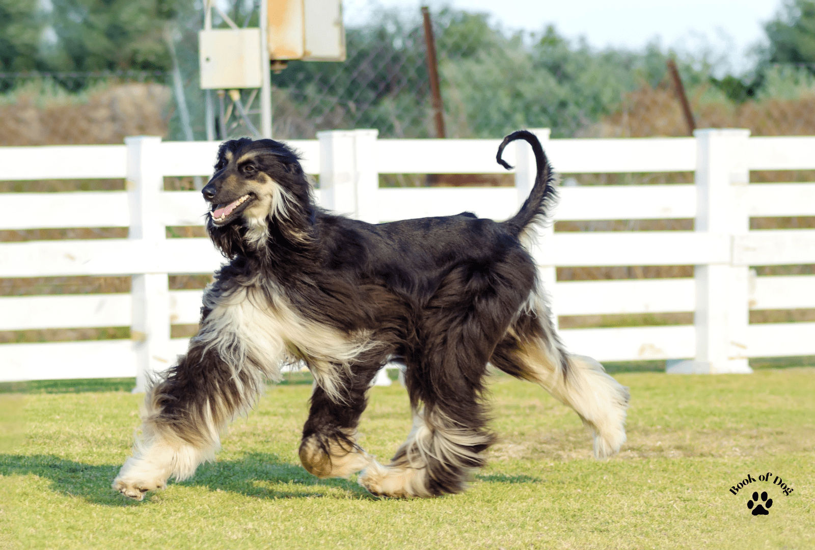 Afghan hound black and tan